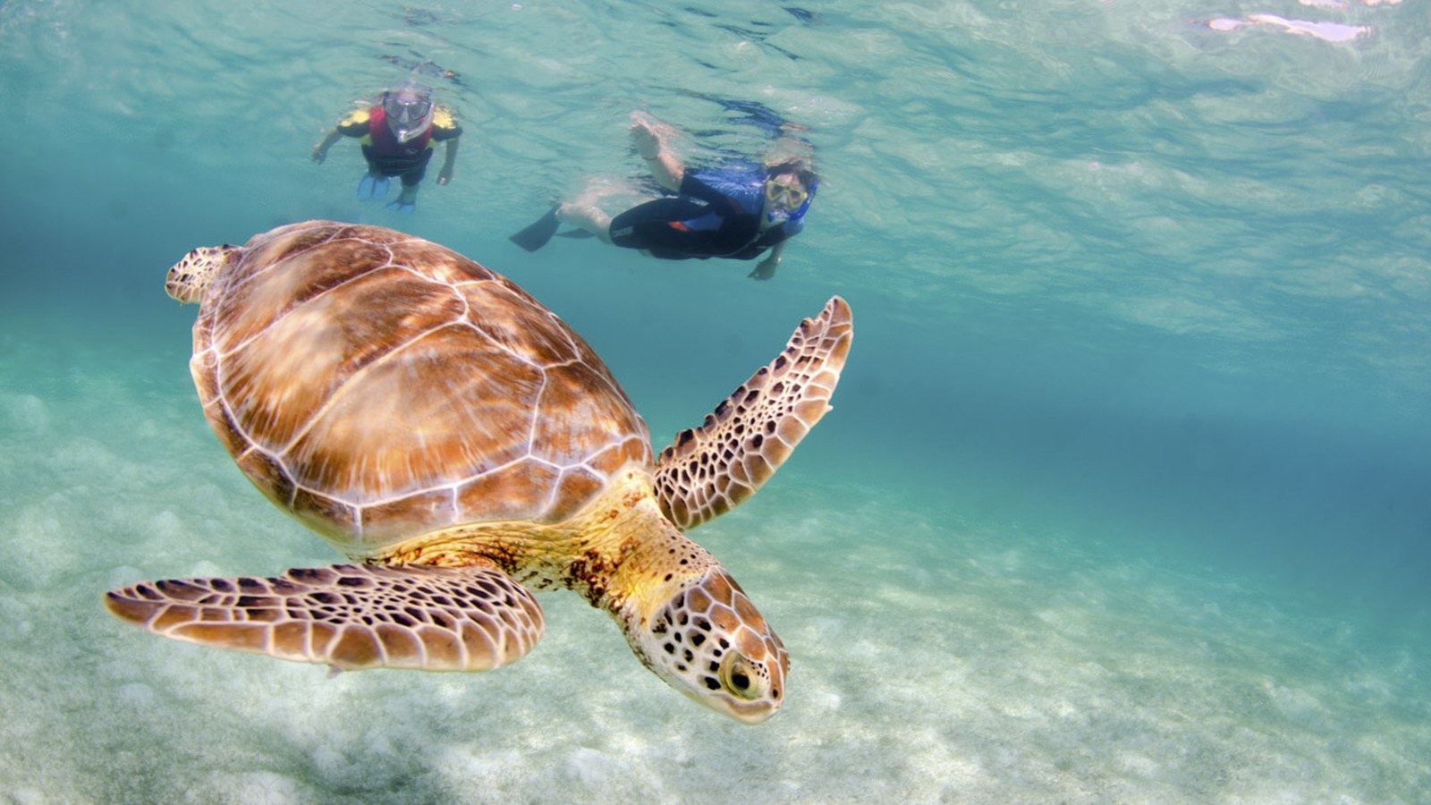 Akumal turtle snorkeling tour from Playa del Carmen