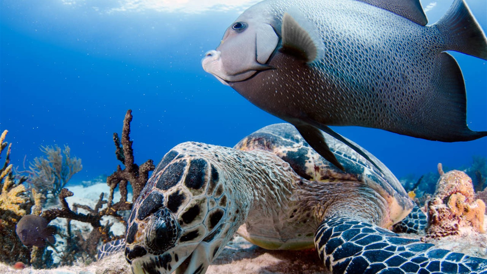 Green sea turtle and angelfish on a Cozumel reef