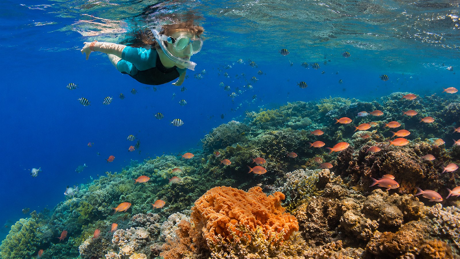 Snorkeler swimming above a colorful Cozumel coral reef